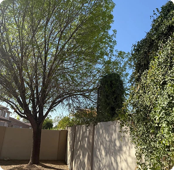 Tree Service